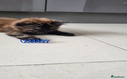 Maine Coon cats for sale: ⭐️⭐️LAST MAINECOON BABY LEFT.⭐️⭐️ in Southampton - Image 29