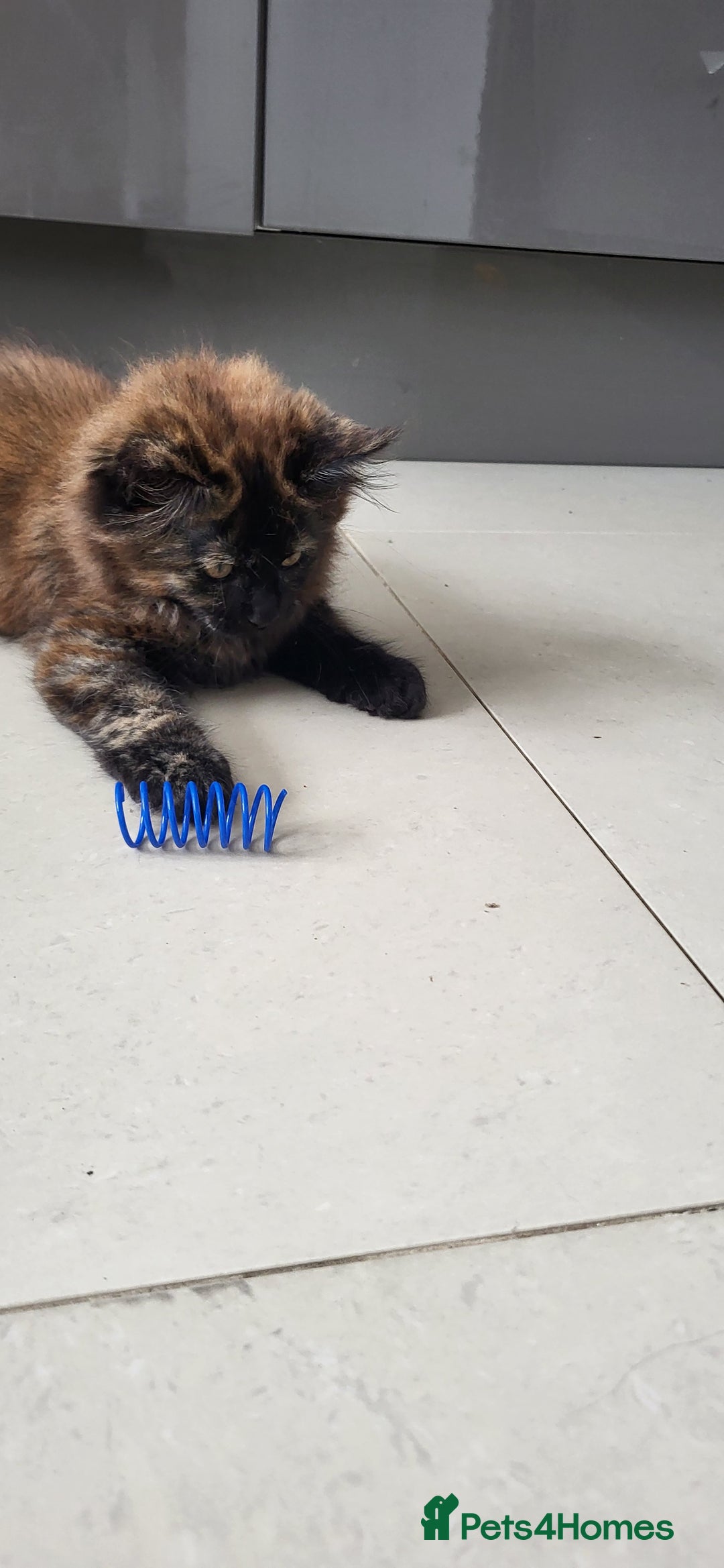 Maine Coon cats for sale: ⭐️⭐️LAST MAINECOON BABY LEFT.⭐️⭐️ in Southampton - Image 29