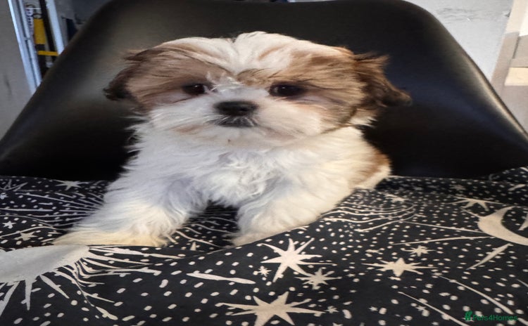 Shih Tzu dogs - Advert 10