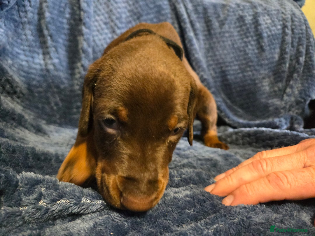 Dobermann dogs for sale: 7 handsome doberman pups - Image 5