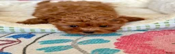 Cavapoo dogs for sale: Outstanding F1 Toy’s - Health Tested - KC parents - Advert 6