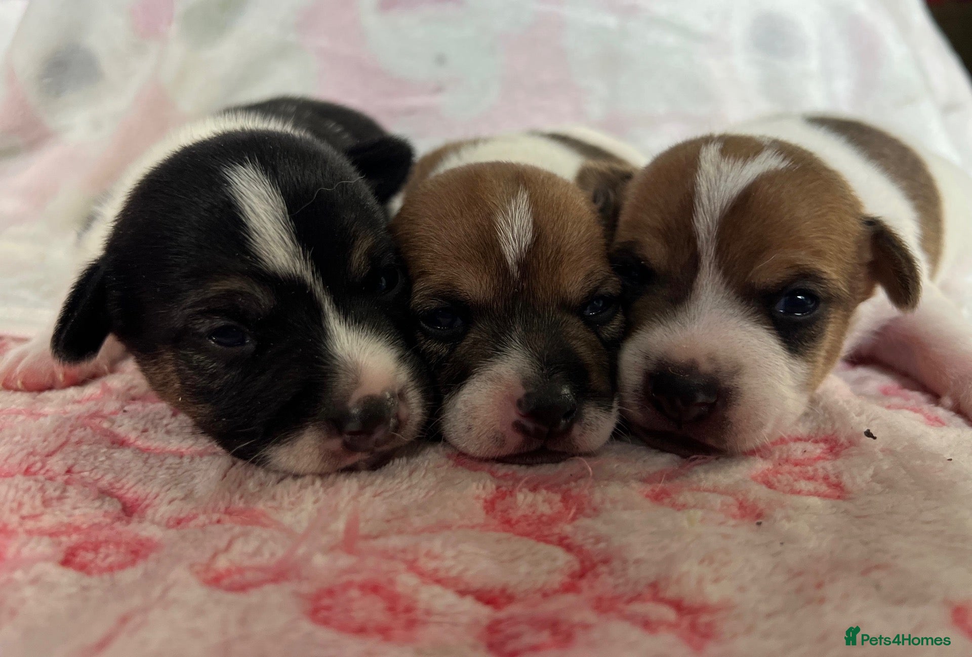 Jack Russell dogs Beautiful Miniature Jack Russell’s  - Advert 13