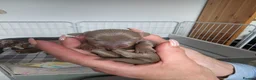 Miniature Dachshund dogs for sale: 7 beautiful little Dachshund  - Advert 22