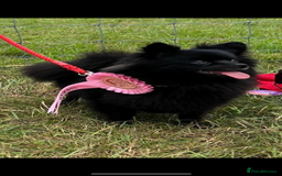Pomeranian dogs for sale: Xs Pomeranian puppies  - Image 11