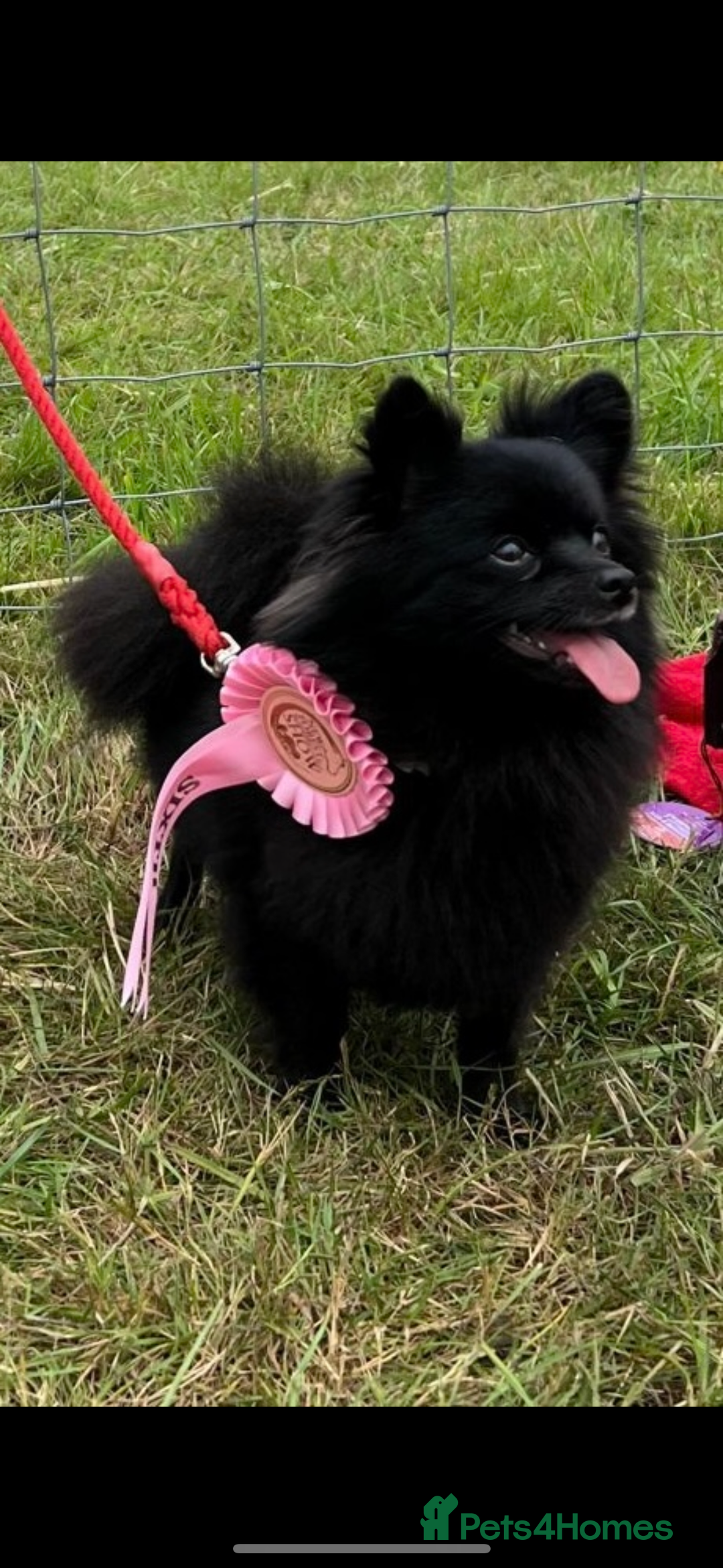 Pomeranian dogs for sale: Xs Pomeranian puppies  - Image 11