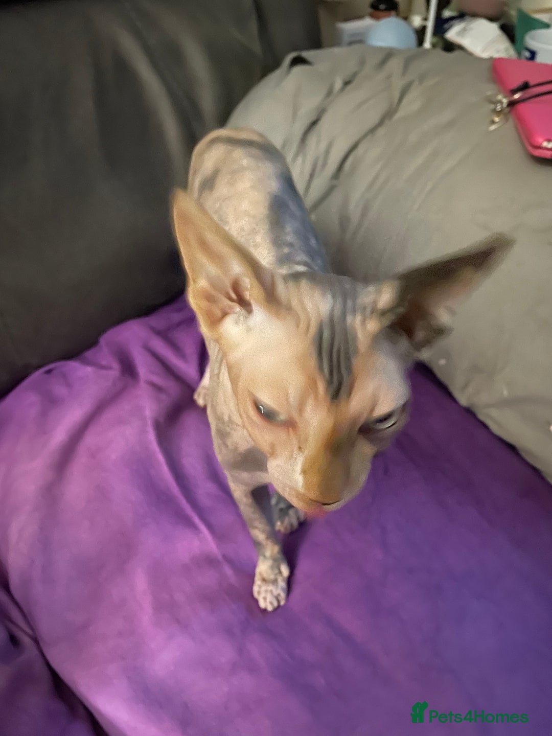Sphynx cats for sale: Sphynx girl not neutered  - Image 10