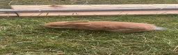 Mini Lop rabbits for sale: Litter of Mini Lop Rabbits in Hull - Advert 4