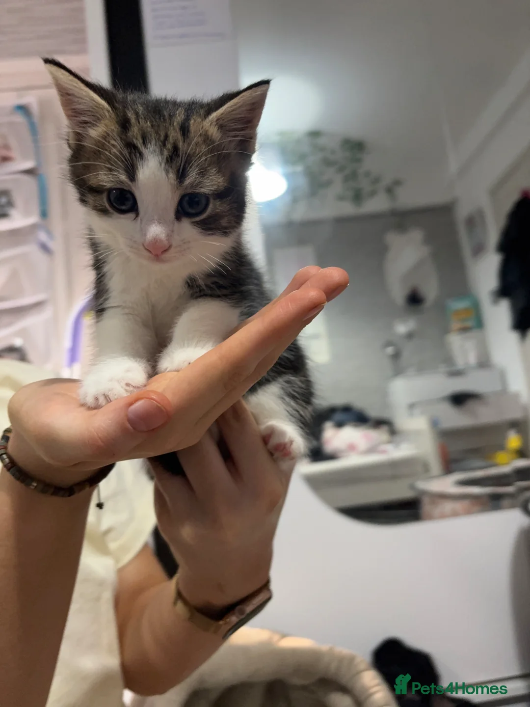 Mixed Breed cats for sale: 3 beautiful kittens for sale  in Mansfield - Advert 6