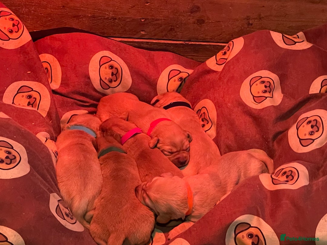 Labrador Retriever dogs for sale: KC Labrador pups ready 5th Jan 26 - Advert 19