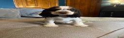 Cocker Spaniel dogs for sale: Show Type Cocker Spaniel Puppies - Advert 8