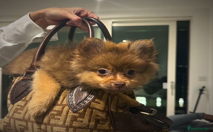 Pomeranian dogs - Advert 1