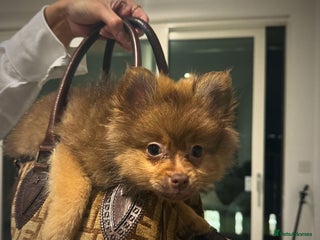 Pomeranian dogs - Advert 1