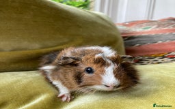 Guinea Pig rodents for sale: Two beautiful little brothers Brighton - Image 3