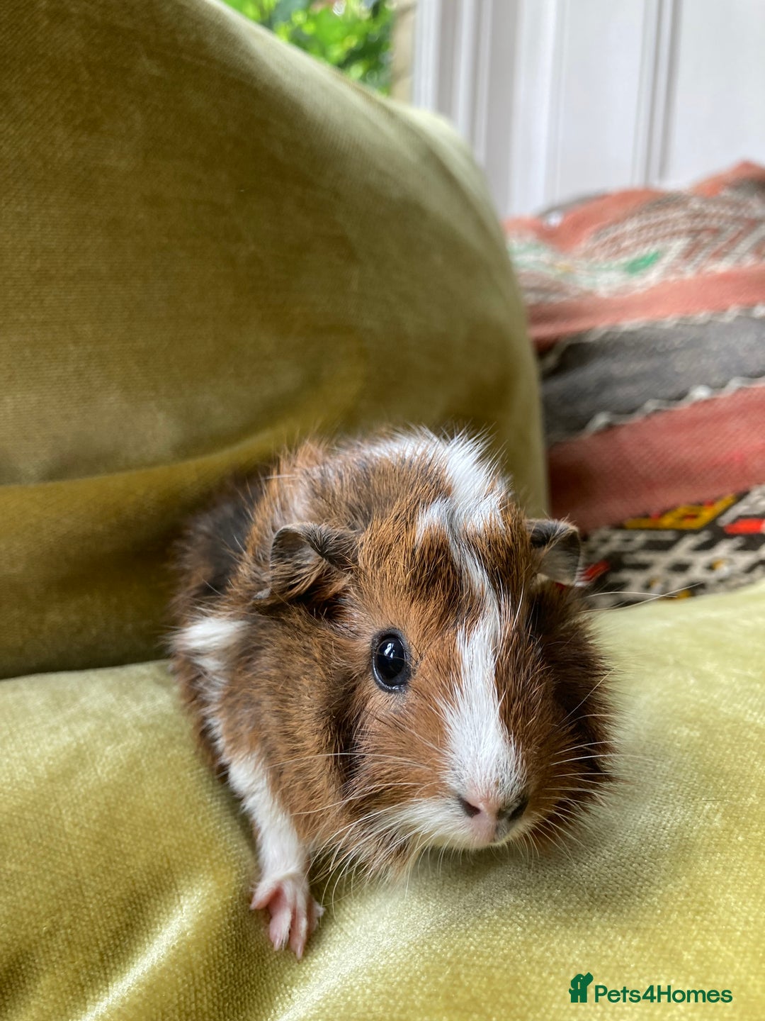 Guinea Pig rodents for sale: Two beautiful little brothers Brighton - Image 3
