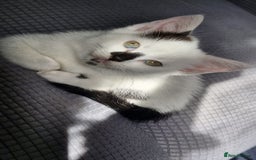 Mixed Breed cats for sale: Rosy looking for a home - Image 5