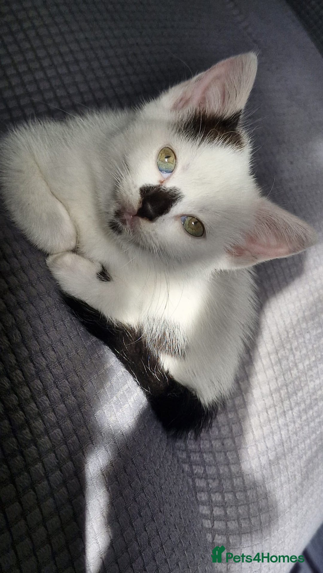 Mixed Breed cats for sale: Rosy looking for a home - Image 5