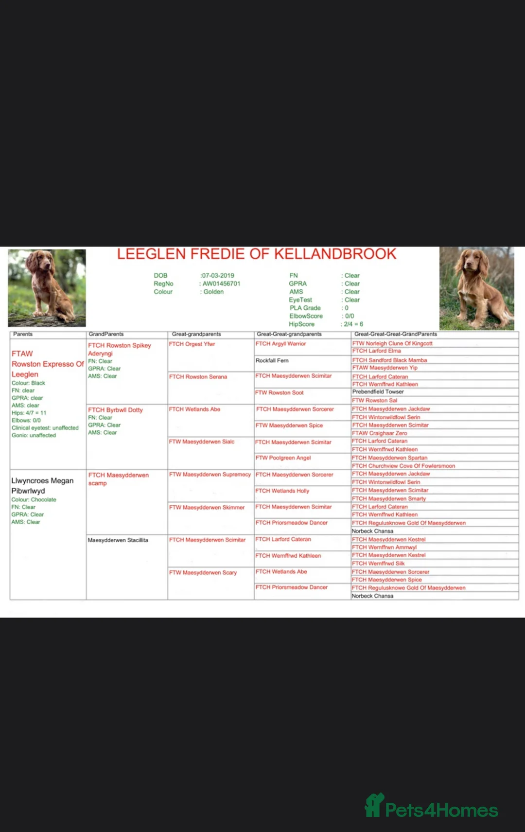 Cocker Spaniel dogs for stud: Golden cocker stud in Crediton - Advert 14