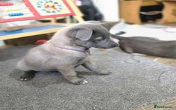 Mixed Breed dogs for sale: Belgian malinois x German shepherd puppies - Image 27