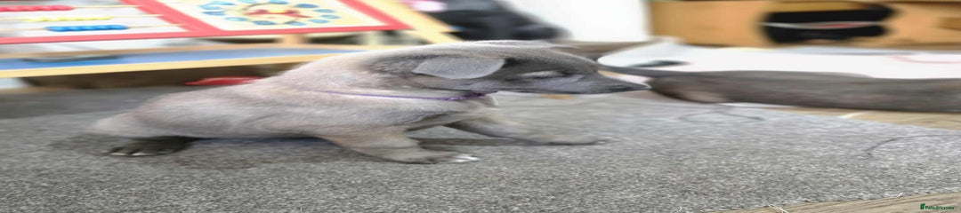 Purple collar
