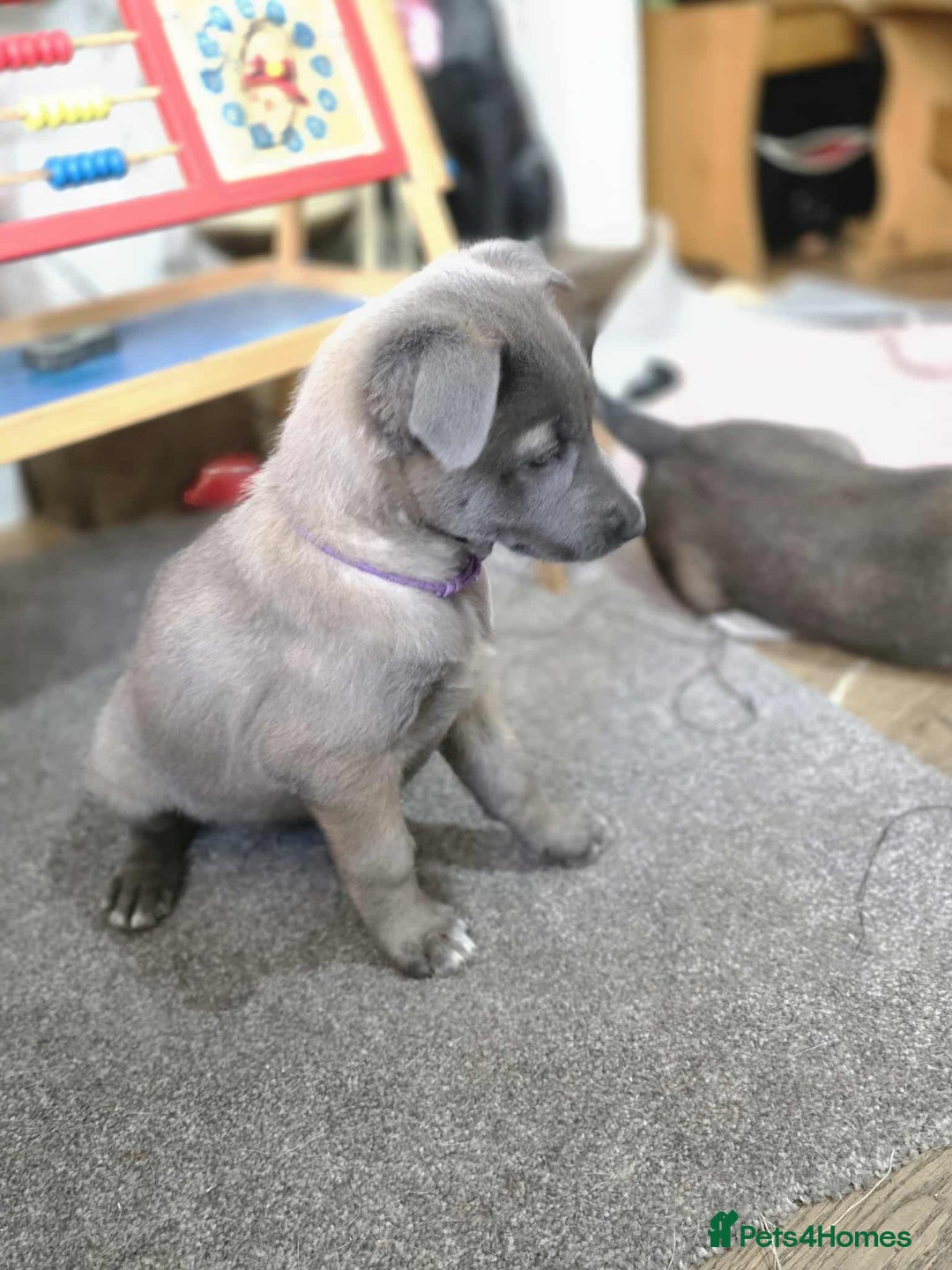 Mixed Breed dogs for sale: Belgian malinois x German shepherd puppies - Image 27