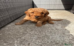 Cockapoo dogs for sale: Red Cockapoo Puppies - Image 4