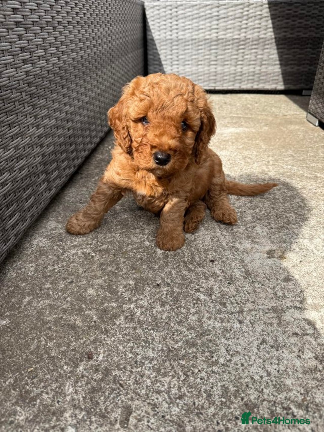 Cockapoo dogs for sale: Red Cockapoo Puppies - Image 4