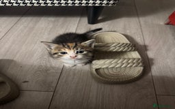 Mixed Breed cats for sale: Kittens for Sale - Advert 3