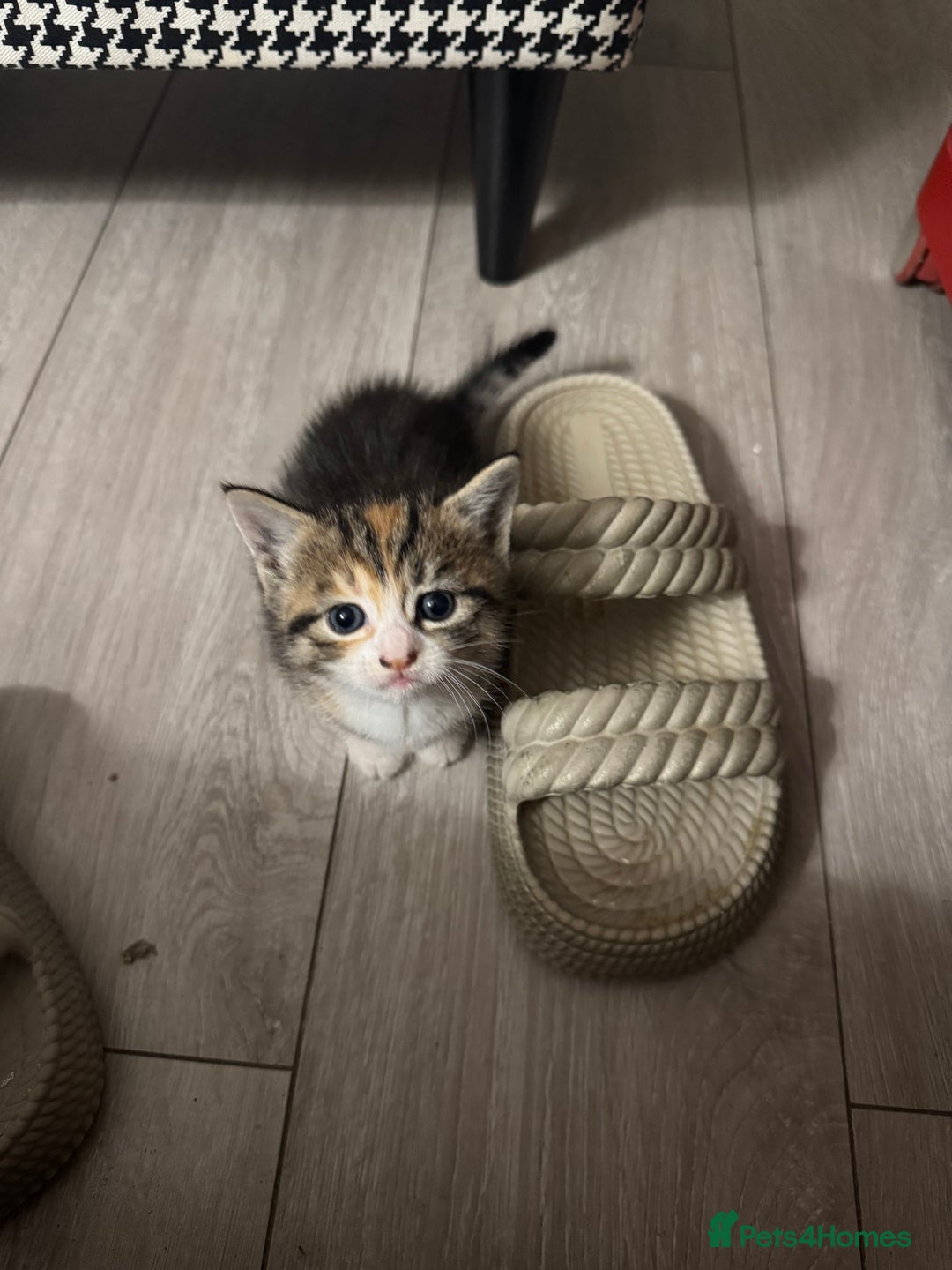 Mixed Breed cats for sale: Kittens for Sale - Advert 3