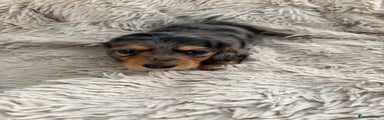 Miniature Dachshund Puppy 1