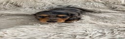 Miniature Dachshund dogs for sale: Last little long haired chocolate boy pup - Advert 24