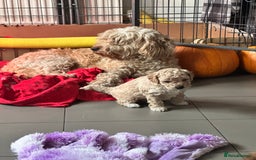 Cockapoo dogs for sale: Cockapoo puppies - Image 1