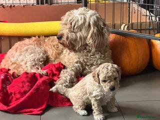 Cockapoo dogs for sale - Advert 1