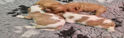 Cavalier King Charles Spaniel dogs for stud: KC, DNA, KC HEART SCHEME GREEN, BVA EYE CLEAR - Advert 12