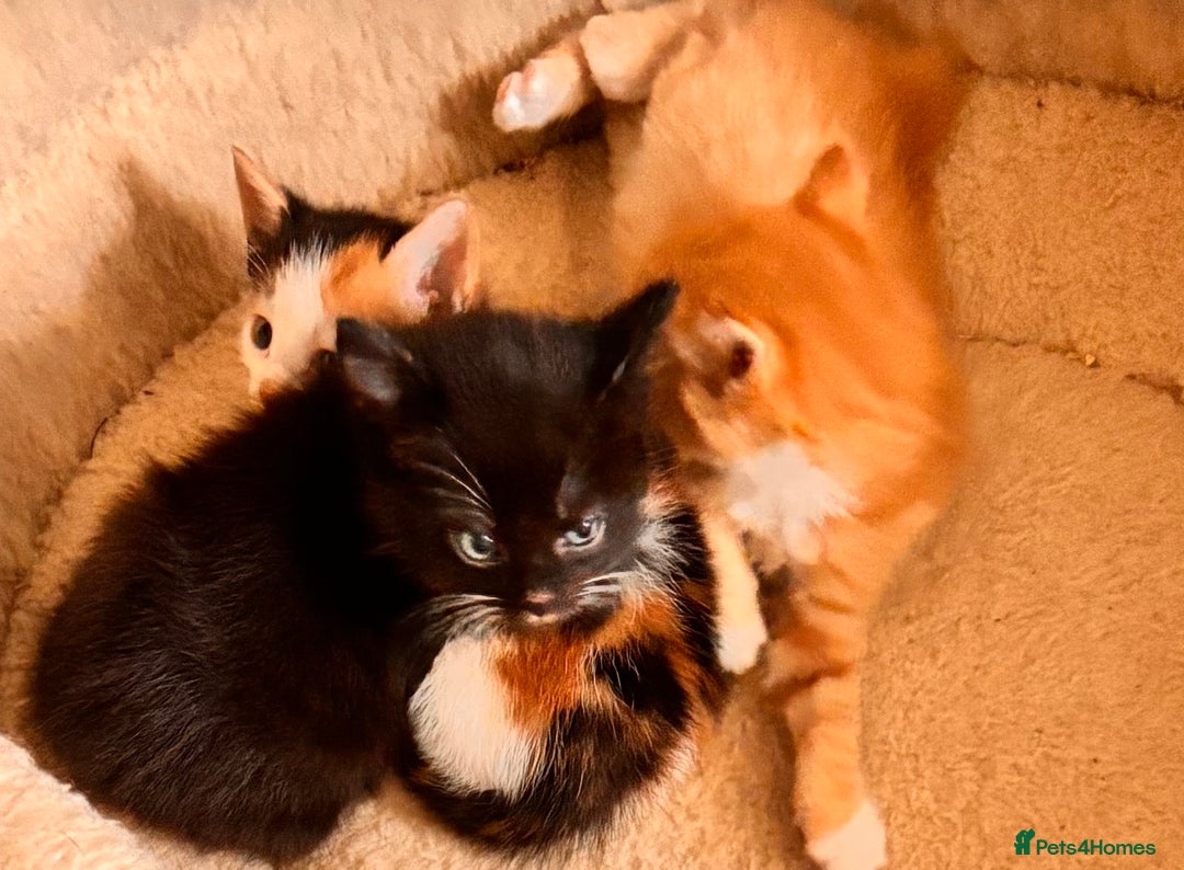 Mixed Breed cats for sale: Beautiful kittens - ONE LEFT  - Image 5
