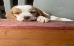 Beagle dogs for sale: Beautiful beagle boys kc reg ready 19 sept  - Image 38