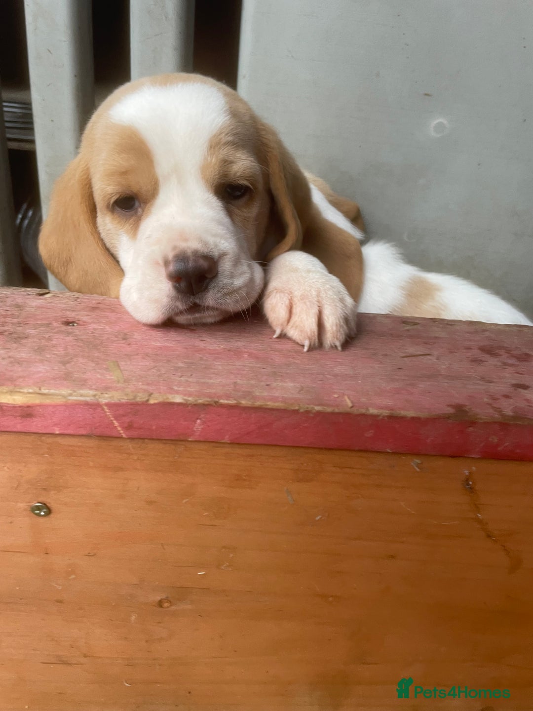 Beagle dogs for sale: Beautiful beagle boys kc reg ready 19 sept  - Image 38