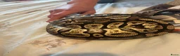 Python Snake reptiles for sale: Female python  - Advert 2