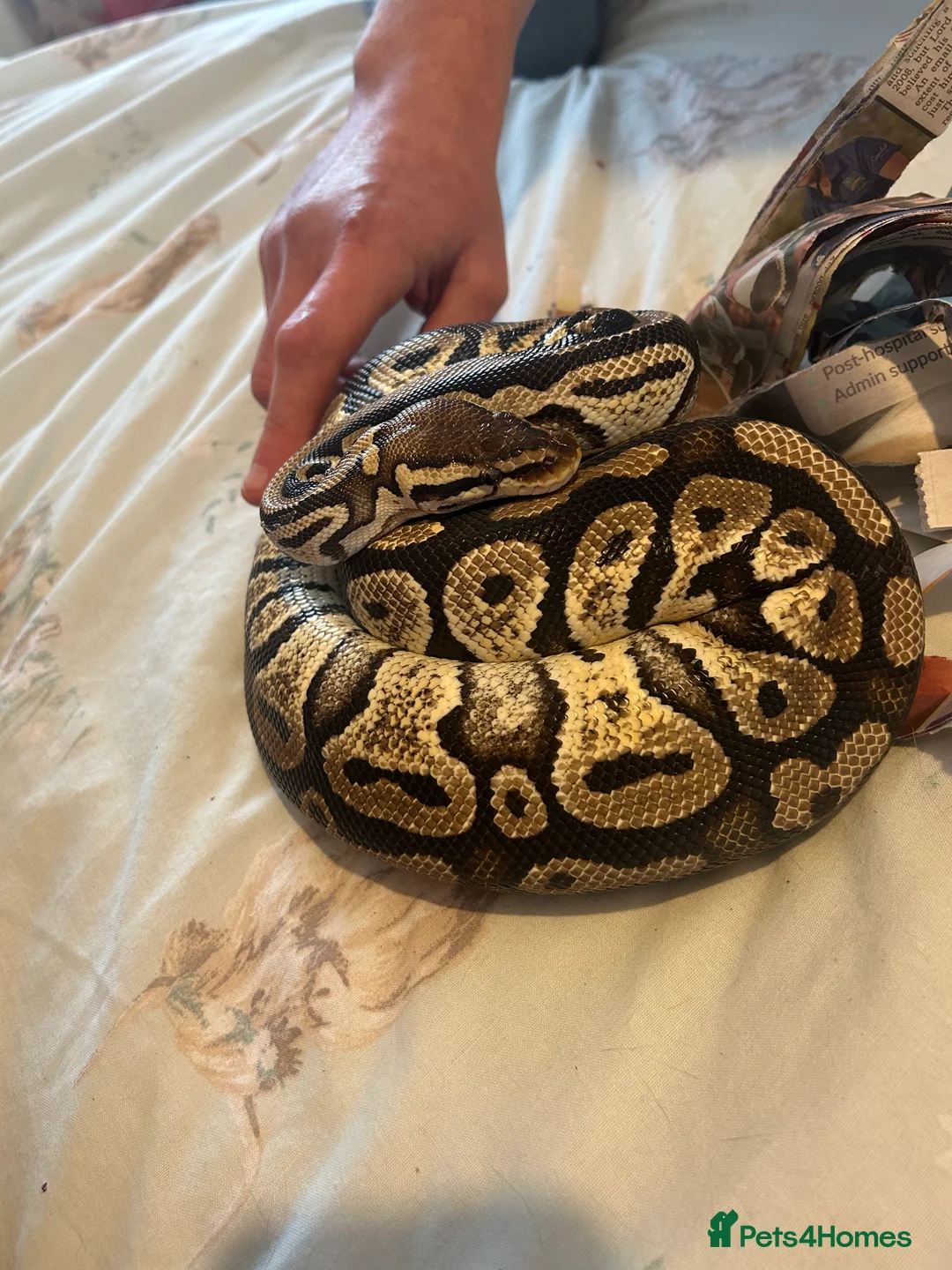 Python Snake reptiles for sale: Female python  - Advert 2