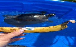 Terrapin reptiles for sale: Terapins  - Image 3