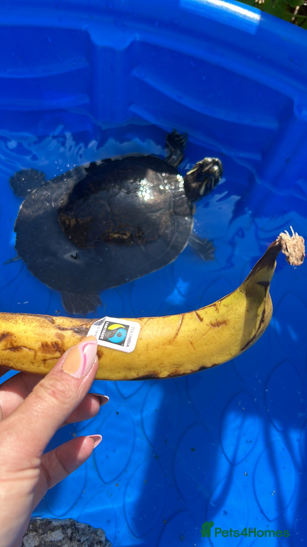 Terrapin reptiles for sale: Terapins  - Image 3