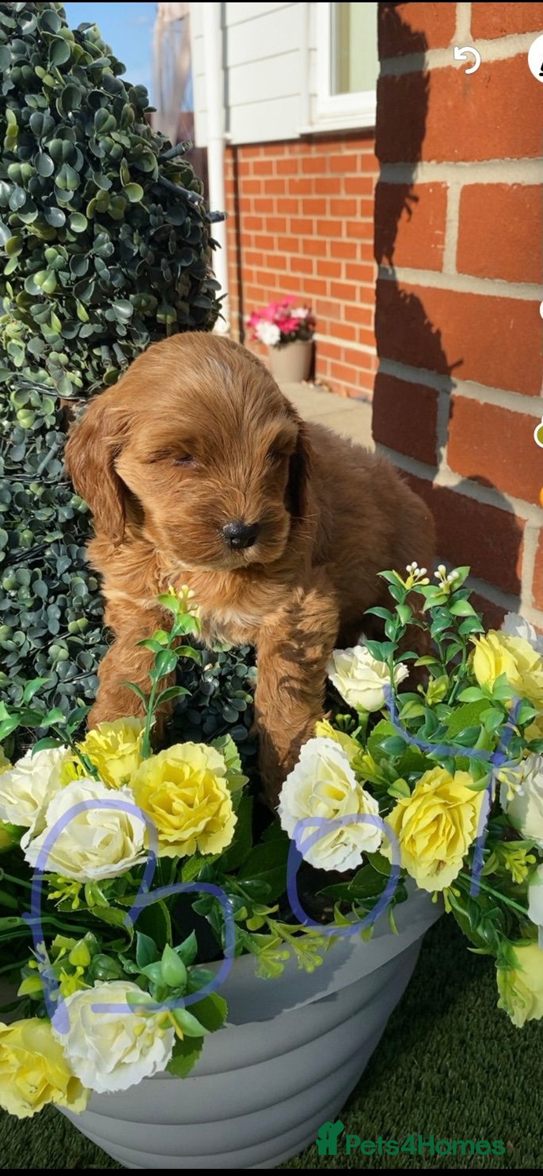 Cockapoo dogs for sale: Adorable cockerpoo puppies  - Image 6