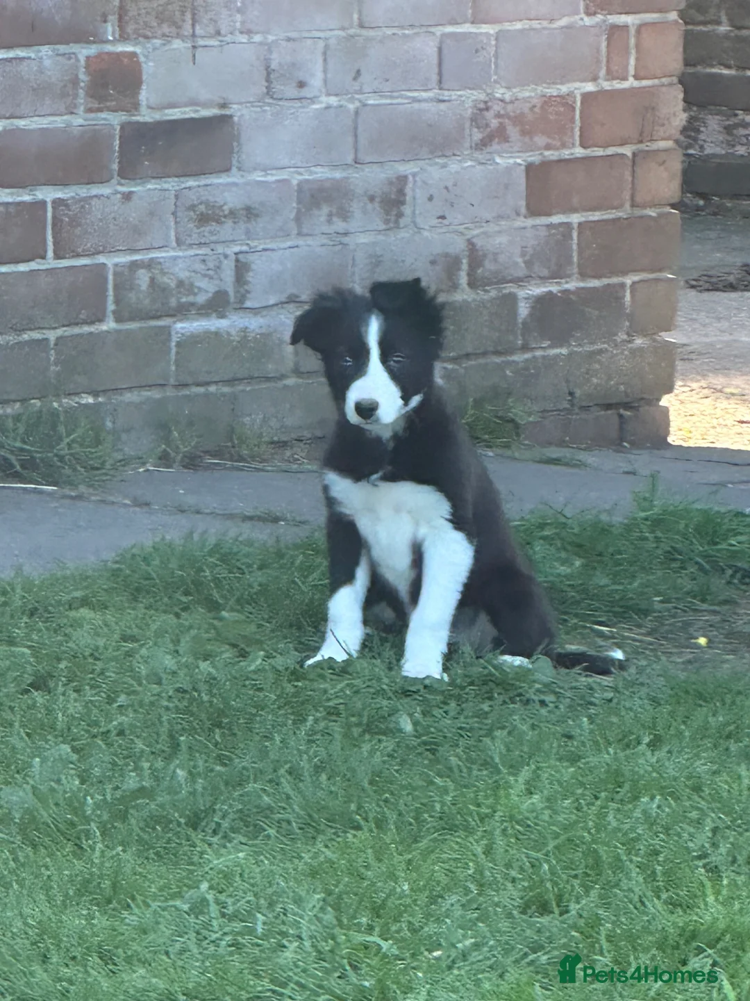 Border Collie dogs for sale: Border collie puppies  - Advert 11