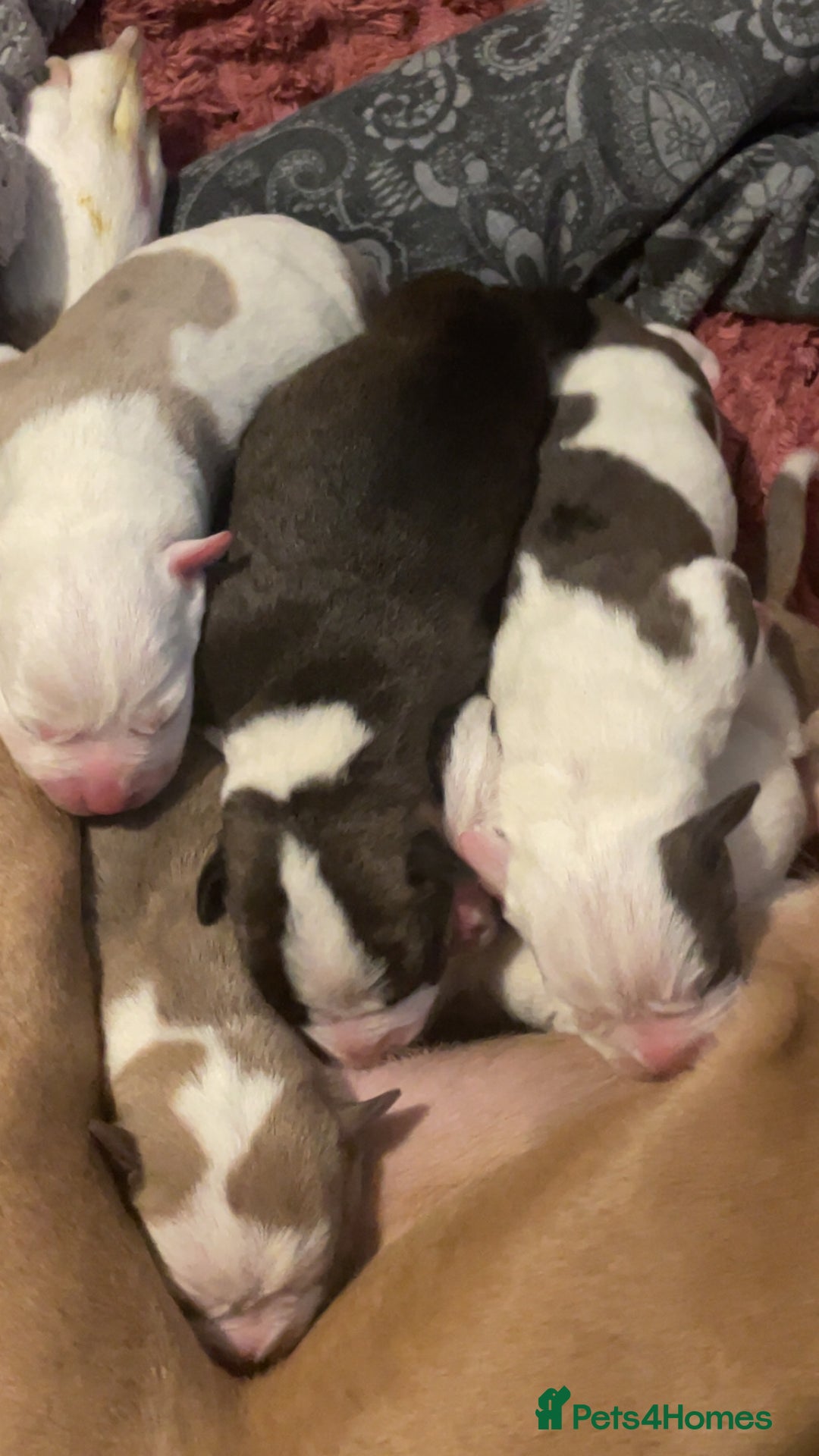 Mixed Breed dogs for sale: American Bulldog x Staffordshire Terrier puppies - Advert 8