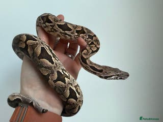 Boa Snake reptiles Dumerils Boa - Advert 6