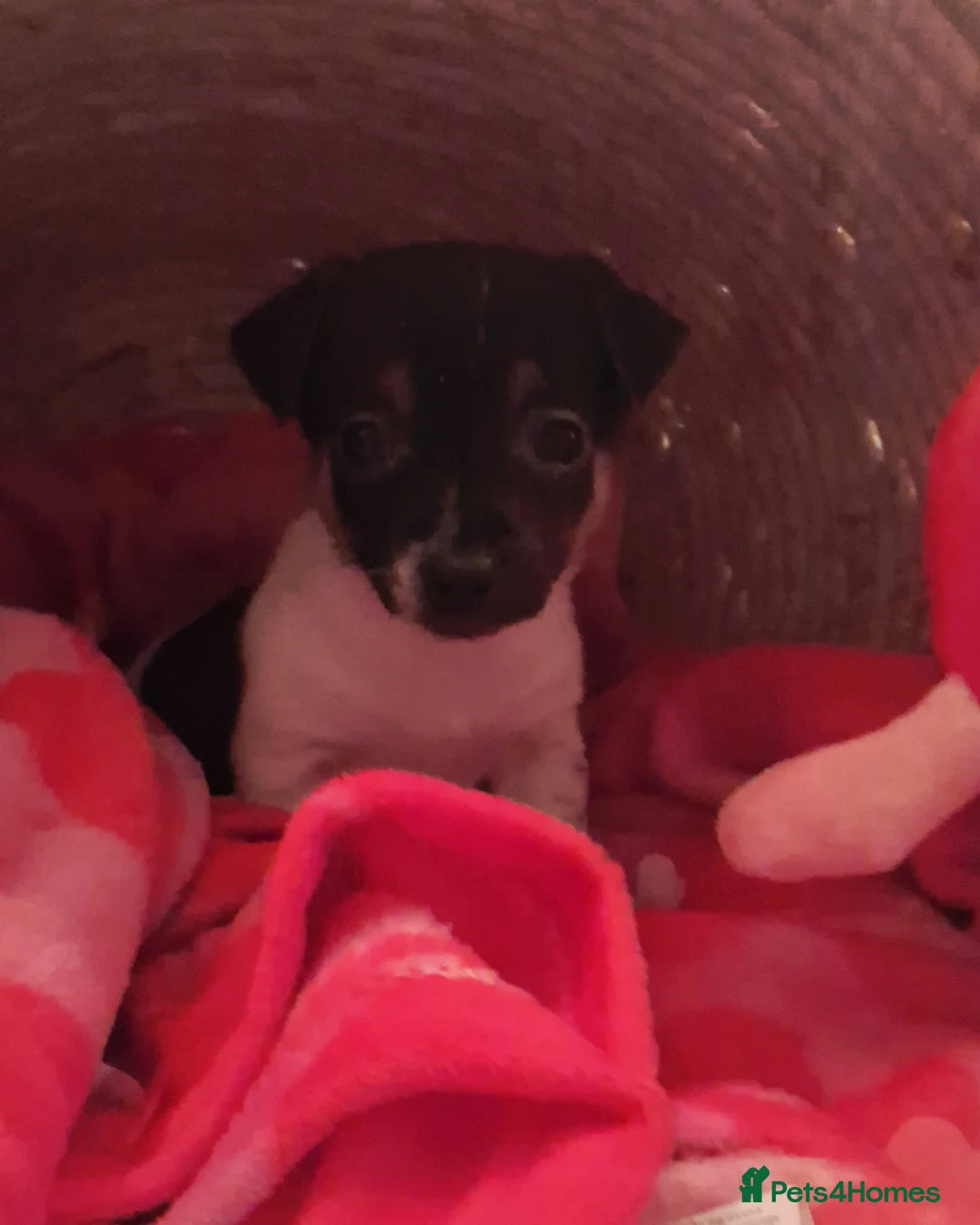 Jack Russell dogs for sale: Top quality traditional jack Russel puppies - Advert 5