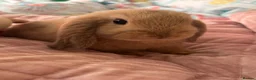 Mini Lop rabbits for sale: Mini lop rabbits raised indoors in home - Advert 10