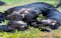 Cocker Spaniel dogs for sale: Kc Working cocker spaniel  in Exeter - Image 2