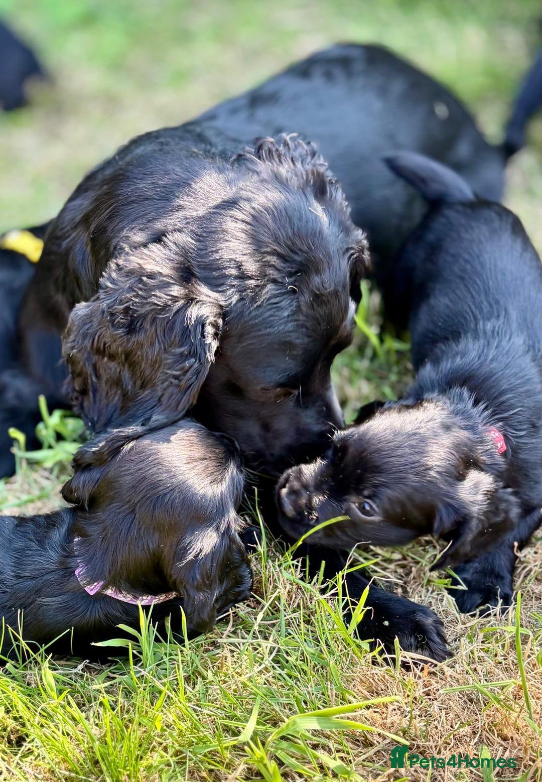 Cocker Spaniel dogs for sale: Kc Working cocker spaniel  in Exeter - Image 2