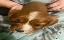 Cavalier King Charles Spaniel dogs for sale: Cavalier King Charles Spaniel Puppies - Advert 8