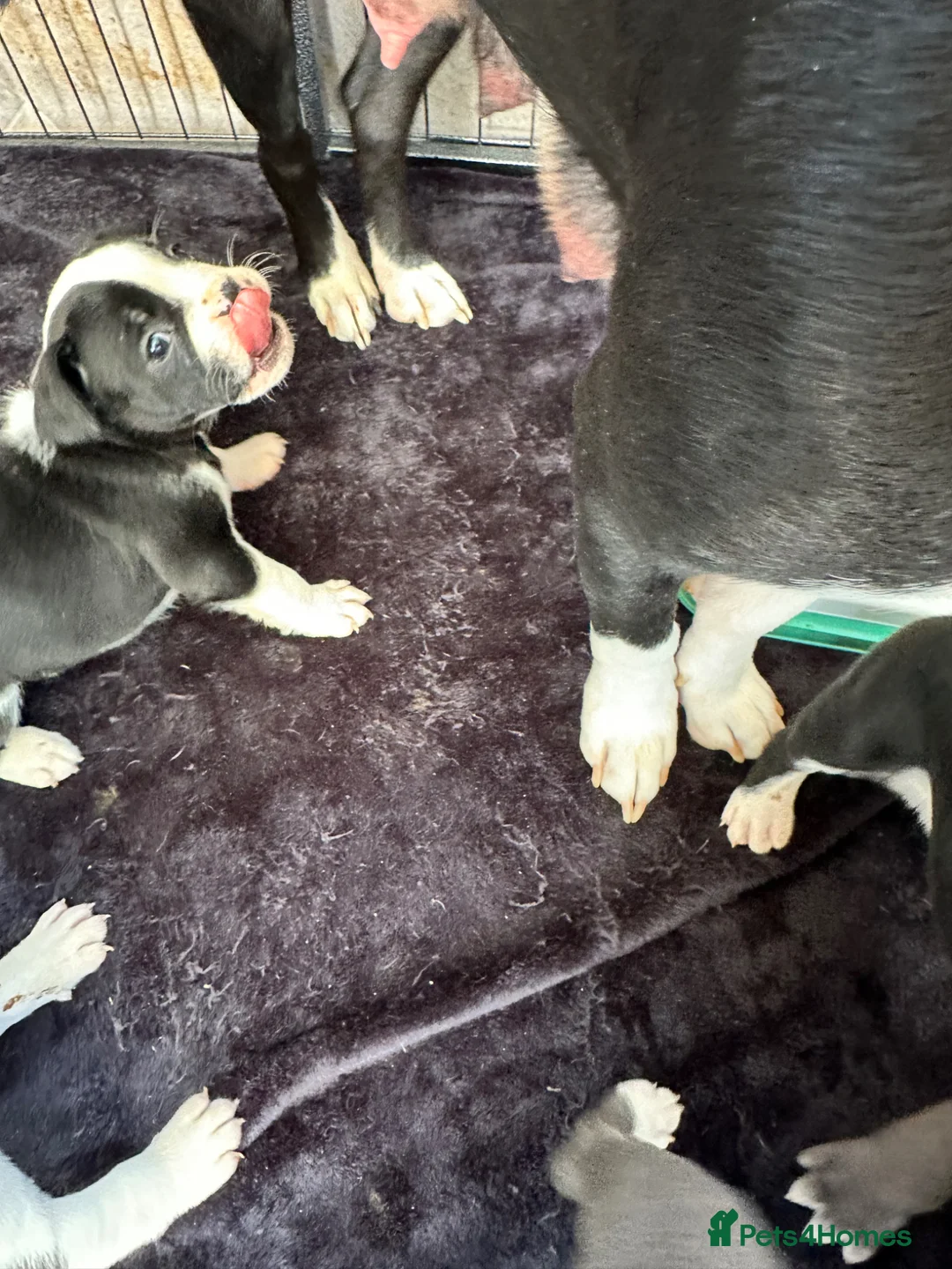 Mixed Breed dogs for sale: 7 American bulldog x French bulldog puppies  - Advert 2
